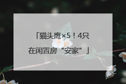 猫头鹰×5！4只在闲置房“安家”